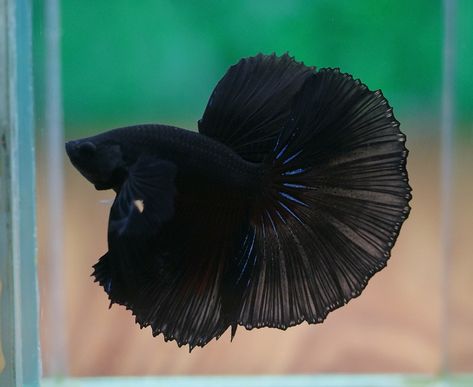 Betta Fish Toys, Siamese Fish, Betta Fish Tattoo, Betta Fish Bowl, Types Of Betta Fish, Betta Fish Types, Betta Aquarium, Black Fish, Betta Fish Care