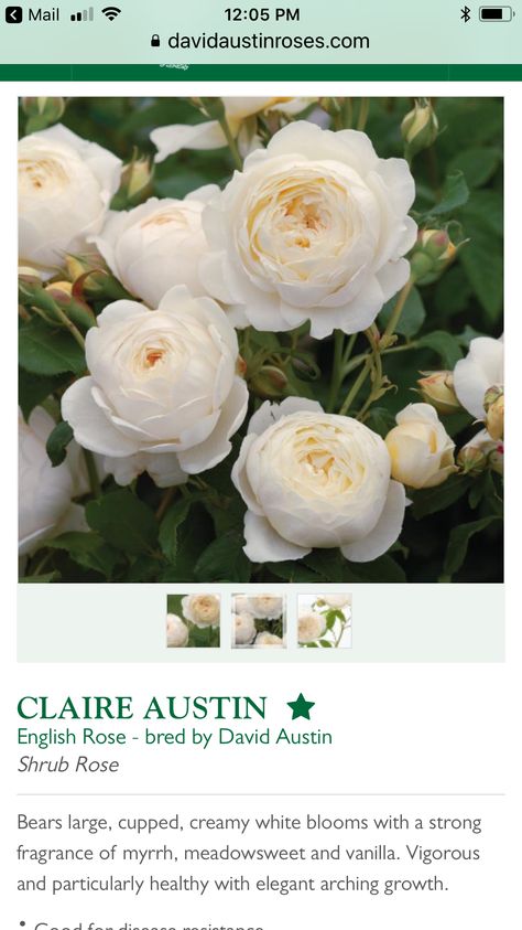 Claire Austin Rose, David Austin Climbing Roses, Rose Climbing, Austin Rose, Climbing Rose, Shrub Roses, David Austin Roses, David Austin, Climbing Roses