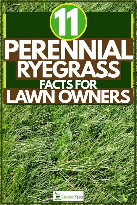 11 Perennial Ryegrass Facts For Lawn Owners. Article by GardenTabs.com #garden #gardening #gardendesign #gardenideas #gardeningtips Rye Grass Lawn, Rye Grass, Perennial Grasses, Grass Seed, Septic Tank, Lawn And Garden, Rye, Landscaping Ideas, New Construction