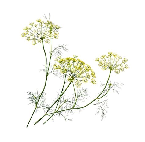 Dill Botanical Illustration, Fennel Tattoo, Dill Flower, Dill Herb, Fennel Flower, Ms Doni, Flower Graphic, Fennel Seeds, Mind Map