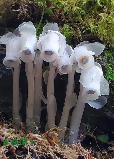 Monotropa Uniflora, Ghost Plant, White Plants, Unusual Flowers, Beautiful Orchids, Herbaceous Perennials, Unique Plants, Pretty Plants, Photosynthesis