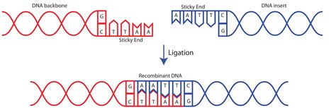 CLUE: Lesson 1.4 A fact about plasmids   LIGASE  DNA ligase attaches sticky ends from DNA backbone and DNA insert to form recombinant DNA. Dna Ligase, Recombinant Dna, Lesson 1, Clue, Abc, Medical, Math Equations, Quick Saves