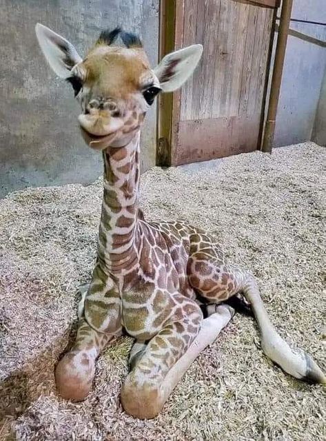 Giraffe Pictures, Fierce Animals, Zoo Babies, Dangerous Animals, Baby Animals Pictures, Cute Giraffe, Animal Photos, Baby Giraffe, Silly Animals