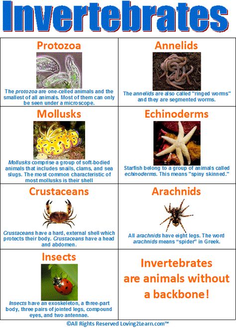 Invertebrates Chart  www.loving2learn.com Vertebrates And Invertebrates, Animal Classification, Primary Science, 4th Grade Science, 6th Grade Science, 5th Grade Science, Biology Notes, Animal Science, Science Worksheets