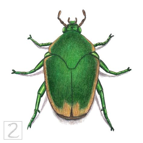 Green figeater beetle portrait drawing from above in colored pencil Figeater Beetle, Speed Drawing Videos, Beetle Drawing, Drawing Instructions, Drawing Tutorials For Beginners, Draw Two, New Drawing, Drawing Sketchbook, Animal Portraits