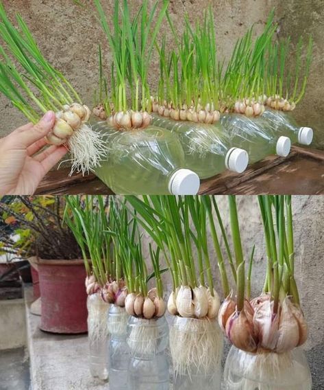 recettes simples et délicieuses | How to grow garlic in plastic bottles with water for many bulbs and large leaves | Facebook Grow Garlic, Growing Garlic, Yard Care, Indoor Gardening, Garden And Yard, How To Grow, Plastic Bottles, Garlic Cloves, To Grow