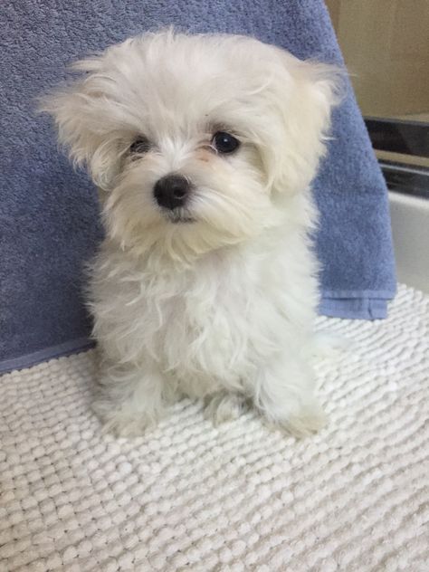 My best friend Bichon Maltese, Maltese Puppy, Poodle Mix, Maltese Dogs, Dog Rules, Bad Dog, Dog Coats, My Best Friend, Little Dogs