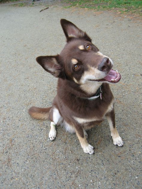 Lapponian Herder, Kelpie Dog, Australian Kelpie Dog, Lancashire Heeler, Disabled Dog, Australian Kelpie, Animal References, Pretty Dogs, American Kennel Club