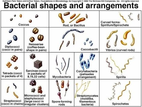 How many different shapes of bacteria are there? | Socratic Shapes Of Bacteria, Bacteria Shapes, Bacterial Cell, Microbiology Study, Vet Tech School, Veterinary Tech, Microbiology Lab, Veterinary Assistant, Vet Medicine