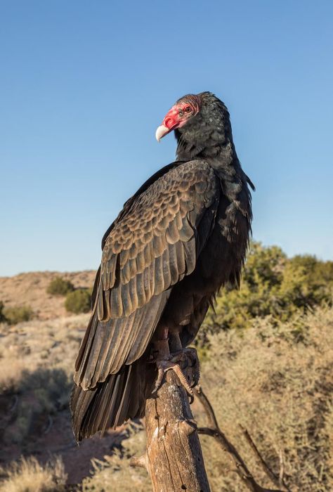 Turkey Vulture Art, Vulture Aesthetics, Vulture Eating, Vulture Aesthetic, Vulture Tattoo, Vulture Marvel, Turkey Vultures, Vulture Bird, Turkey Vulture