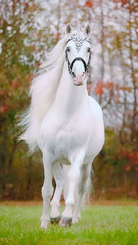 Horse Images Beautiful, Majestic Horse Photography, Hours Animal, Albino Horse, Picture Of Horse, White Horse Running, Horses Pictures, White Arabian Horse, Unique Horses