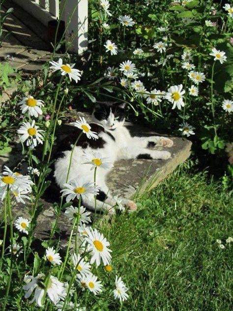 Cats In Nature, Daisy Cottage, I Love Cats, Pretty Cats, The Grass, Kitty Cats, Cats Kittens, Cottage Core, In Nature