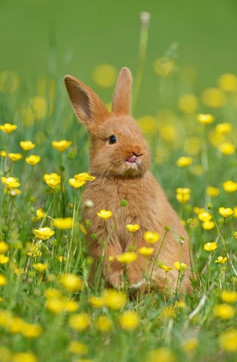 birdsonqs: “by Radius Images ” Rabbit Standing, Cutest Bunny Ever, Beautiful Rabbit, Bunny Tattoos, Baby Rabbit, Easter Pictures, Animal Print Wallpaper, Bunny Pictures, Bavaria Germany