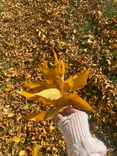 Crunchy Leaves Aesthetic, Orange Aesthetic Autumn, Leave Aesthetic, Crunchy Leaves, Brown Leaves, Fall Mood, Aesthetic Autumn, Leaves Autumn, Orange Aesthetic