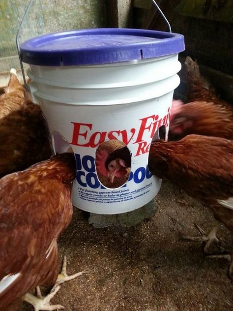 Heated Chicken Waterer, Chicken Waterer Diy, Pvc Chicken Feeder, Chicken Feeder Diy, Chicken Waterer, Chicken Pen, Chicken Feeders, Best Chicken Coop, Raising Backyard Chickens