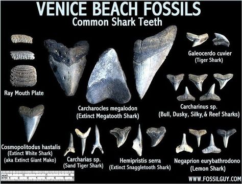 Fossil Shark Teeth Identification of Venice Beach, Florida Venice Beach Florida, Jacksonville Beach Florida, Florida Adventures, Fossil Hunting, Venice Florida, Reef Shark, Florida Trip, Beach Finds, Siesta Key