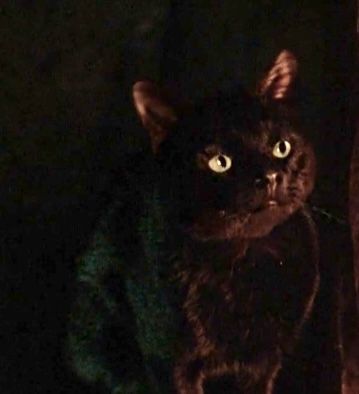 Hocus Pocus Cat, Autumn Pfp, Thackery Binx, Cat Character, Hocus Pocus, Costume Ideas, Alice In Wonderland, Cute Cats, Black Cat