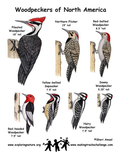 Great Woodpecker comparison chart. Backyard Birds Watching, Bird Identification, Downy Woodpecker, Woodpeckers, Backyard Birds, Bird Pictures, Pretty Birds, Bird Garden, Wild Birds