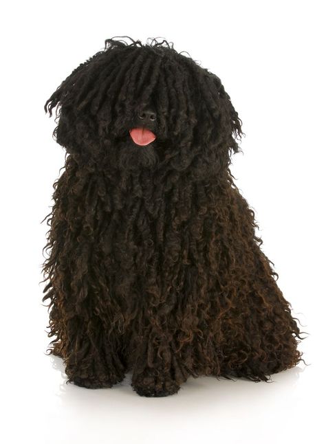 Hungarian Puli, Mop Dog, Puli Dog, Hungarian Dog, Rare Dogs, Gordon Setter, Herding Dogs, Bichon Frise, Cavalier King Charles Spaniel