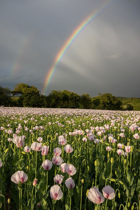 Rainbow over Poppy Field Georgia Flower, Valley Of Flowers, Pink Nature, Daisy Field, Valley Flowers, Rainbow Rain, Rainbow Painting, Rainbow Roses, Pink Poppies