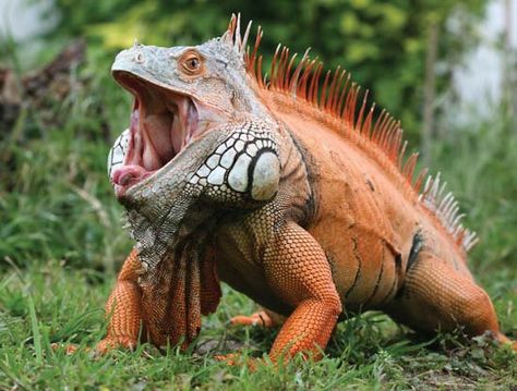 Iguana ~ 7 of the World’s Most Dangerous Lizards and Turtles | Britannica.com Dangerous Fish, Green Iguana, Cute Reptiles, Reptile Snakes, Dangerous Animals, Komodo, Crocodiles, Reptiles And Amphibians, Weird Animals