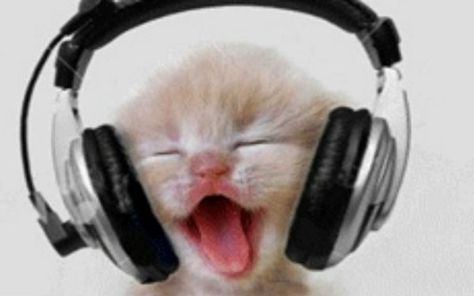 Kitten Rockin Out Cat Listening To Music, Music Gif, I Miss My Cat, Cat Headphones, Wearing Headphone, Music Happy, Cute Kitten Gif, Kitten Gif, Silly Cats