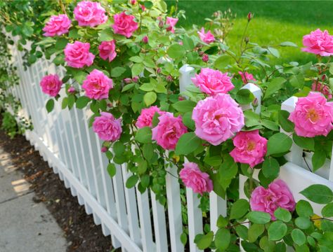 Avoid These Common Rose-Growing Mistakes Cheap Fencing, Fence Architecture, Fence Colours, Timber Fence, Fence Repair, Fence Decorations, Balcony Fence, Fence Painting, Fence Diy