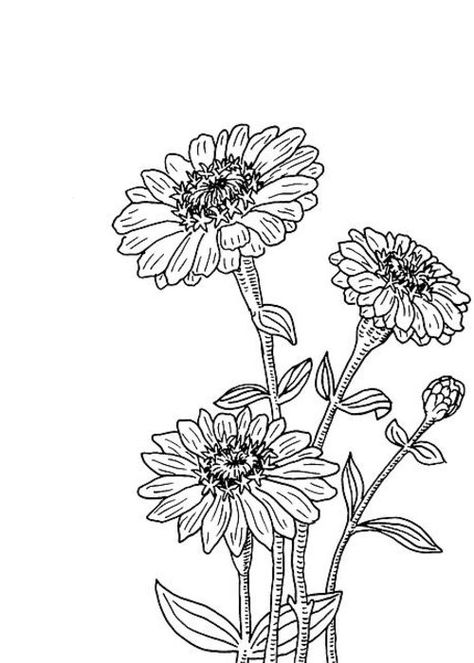 Zinnia Tattoo, White Zinnia, Plant Clip Art, Plant Clips, Cute Little Tattoos, Sunflower Tattoo, Little Tattoos, Plant Illustration, Botanical Drawings