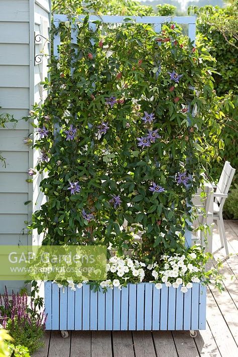 Passion Flower used as a screen in mobile plant pot. Passiflora 'Atropurpurea' left and 'Betty Miles Young' underplanted with Petunia Screening Plants In Pots, How To Train A Passionfruit Vine, Privacy Screening Plants, Privacy Plants In Pots, Deck Plants, Passion Fruit Plant, Teepee Trellis, Vegetable Trellis, Tomato Trellis