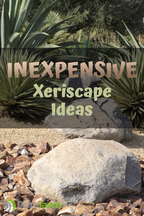 Xeroscaping Backyard, Xeriscape Ideas, Drought Tolerant Landscape Front Yard, Xeriscape Front Yard, Xeriscape Plants, Drought Resistant Landscaping, Xeriscape Landscaping, Small Garden Wedding, Mulch Landscaping