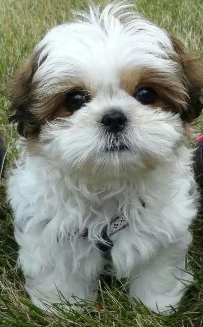 Perro Shih Tzu, Chien Shih Tzu, Shitzu Dogs, Shitzu Puppies, Rare Dogs, Cele Mai Drăguțe Animale, Very Cute Puppies, Really Cute Dogs