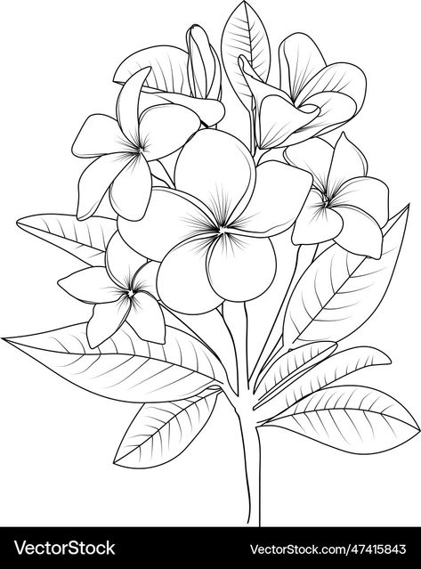 Frangipani Flower Drawing, Flower Drawing Realistic, Frangipani Drawing, Frangipani Flower, Flower Sketch, Drawing Realistic, Stained Glass Patterns Free, Painted Clothing, Flower Drawing Tutorials