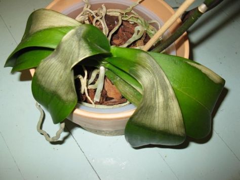 This orchid had suffered from sitting the the sun. Keep you plant in a bright but shaded area. Looking After Orchids, Repotting Orchids, Orchid Fertilizer, Care For Orchids, Orchid Roots, Moth Orchid, Small Lamp, Orchid Care, Phalaenopsis Orchid