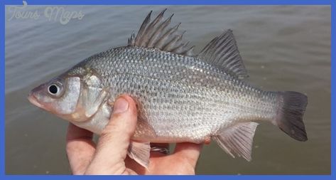 Fishing: White Perch - http://toursmaps.com/fishing-white-perch.html White Perch, Fishing Alaska, Fishing Tips And Tricks, Perch Fishing, Fishing Cat, Alaska Fishing, Bass Fishing Tips, Lure Making, Striped Bass