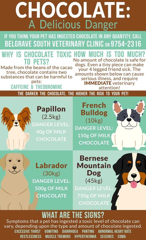 Chocolate Toxicity Infographic Vet Infographics, Veterinary Infographics, Vet Tech Student, Vet Medicine, Vet Clinic, Veterinary Technician, Dog Diet, Serious Illness, Vet Clinics