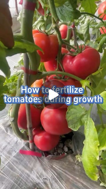 SeedToHarvest on Instagram: "#garden #gardening #planting #farming #gardeningtips #tomato #plants #fertilizer" Fertilizer For Tomato Plants, Growing Cherry Tomatoes, Diy Fertilizer, Tomato Harvest, Tomato Fertilizer, Cherry Tomato Plant, Gardening Planting, Tomato Farming, Side Yard Landscaping