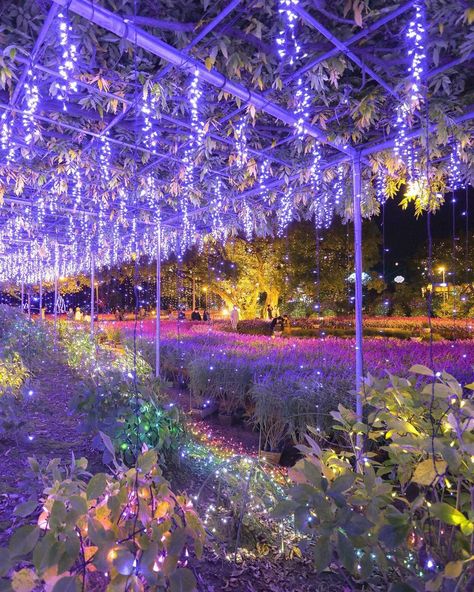 Visit Japan: Flower power! Literally though, the power at Ashikaga Flower Park in Ashikaga C... https://www.alojapan.com/444008/visit-japan-flower-power-literally-though-the-power-at-ashikaga-flower-park-in-ashikaga-c/ #Visitjapan, #AshikagaCity, #Ashikagaflowerpark, #Outdoor, #Tochigiprefecture, #VisitJapan, #VisitJapanAU Flower Park, Japan Flower, Visit Japan, Japan Travel, Flower Power, Light Up, Pick Up, Christmas Tree, Japan