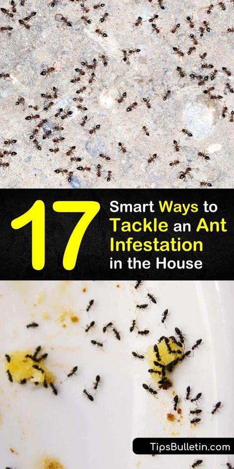 Read this ultimate pest control and ant infestation guide with homemade ant killer and repellent recipes. The article tackles issues regarding specific ant species, like carpenter ants, and teaches you how to eliminate their food source and spot pheromone trails. #get #rid #ant #infestation Ant Killer Recipe, Ant Removal, Homemade Ant Killer, Ant Trail, Home Pest Control, Carpenter Ants, Clean Your Oven, Ant Species, Ants In House