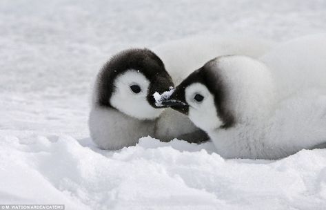 Is that a P-P-P-Peck? A pair of adorable Emperor Penguin chicks cozy up on the snowy Antarctic tundra. Romantic Animals, Emperor Penguin Chick, Adorable Penguins, Animals Kissing, Penguin Love, Emperor Penguin, Baby Penguins, Polar Bears, Cute Penguins