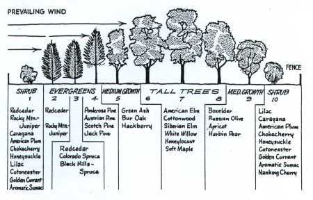 windbreak trees nebraska | Figure 1: Cross Section of a Typical ... Windbreak Trees, Acreage Landscaping, Small Waterfalls, Food Forest Garden, Birds Chirping, Wind Break, Farm Layout, Permaculture Gardening, Permaculture Design