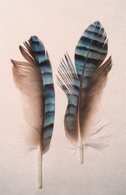 Eurasian Jay Feathers by Denise Wight, via Flickr Feather Pictures, Feather Identification, Eurasian Jay, Blue Jay Feather, Jay Feather, Feather Drawing, Spiritual Animal, Blue Feathers, Native American Pictures