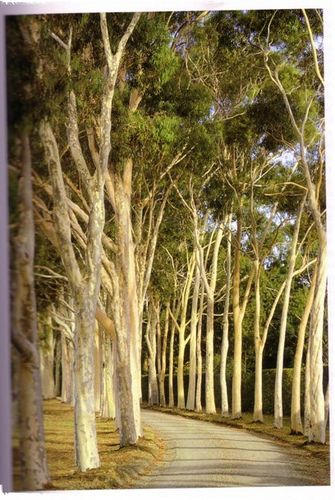 gum tree lined driveway at Cruden Farm - Eucalyptus Citriodora (Natural Planting - Penelope Hobhouse) | Flickr - Photo Sharing! Garden Eucalyptus, Tree Avenue Driveway, Eucalyptus Bush Garden, Eucalyptus Citriodora, Eucalyptus Australia, Eucalyptus Gunnii Tree, Australian Eucalyptus Tree, Beautiful Driveways, West Facing Garden