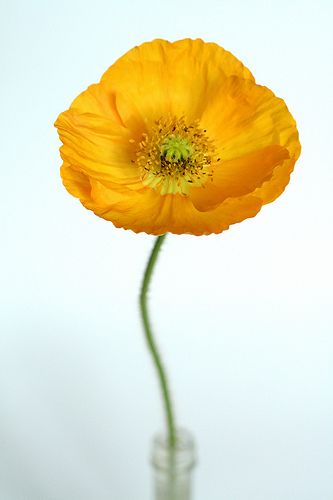 This is a yellow poppy, but it is very similar to the yellow anemone that I want Yellow Poppies, Yellow Poppy, Icelandic Poppies, April Wedding, Orange Poppy, Mellow Yellow, Poppy Flower, Shades Of Yellow, Love Flowers