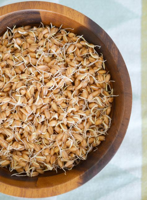 How To Make Sprouted Grains — Cooking Lessons from The Kitchn Rye Berries, Sprouted Bread, Sprouted Grains, Wheat Berries, Fast Metabolism Diet, Cooking Lessons, Eating Raw, Fermented Foods, In A Jar