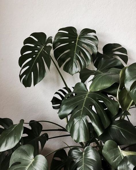 10 Chill Indoor Plants for Minimalist Homes Plante Monstera, Photowall Ideas, Tanaman Indoor, Swiss Cheese Plant, نباتات منزلية, Plants Are Friends, Cheese Plant, Jade Plants, Plant Wallpaper