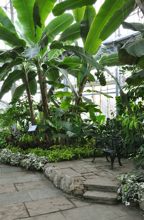 Banana Tree Garden Ideas, Banana Trees Landscape, Banana Garden, Musa Basjoo, Tree Garden Design, Shaded Garden, Conservatory Plants, Tropical Backyard Landscaping, Fruit Tree Garden