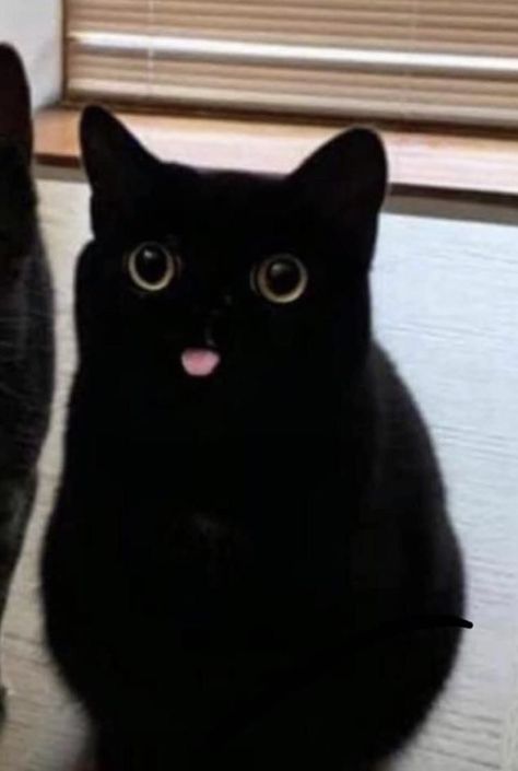 :P #cat #black #cute #aesthetic #blackcat #witched #witch #love #lovely #foryou #meme #memes #random #profilepic #profilepiccat #sweet #food #mood #amongus #billieeilish #rosalia Black Cat Memes, Cat Memes Hilarious, Funny Pigs, Funny Dog Memes, Vizsla Puppies, Memes Hilarious, Bad Luck, Puppy Breeds, Cat Behavior