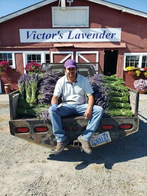 Farm Goals, Farm Layout Ideas, Lavender Farms, Venue Layout, Sequim Washington, Farm Layout, Lavender Plant, Lavender Farm, Lovely Lavender