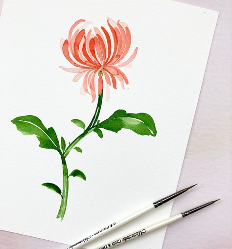 Chrysanthemum Tutorial Drawing, Yellow Chrysanthemum Drawing, Crysantenum Flower Painting, Chrysanthemum Painting Easy, Easy Chrysanthemum Drawing, Chrysanthemum Watercolor Painting, Chrysanthemums Drawing, Watercolour Chrysanthemum, Watercolor Mums