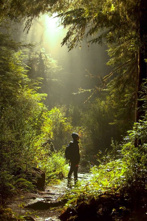 Redwoods California, California Redwoods, The Redwoods, Foto Tips, Walking In Nature, In The Woods, Beautiful Landscapes, The Great Outdoors, Coupon Code